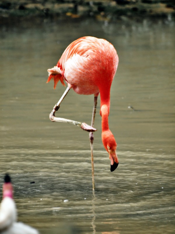 flamingo